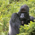 Africa Gorilla Rwanda