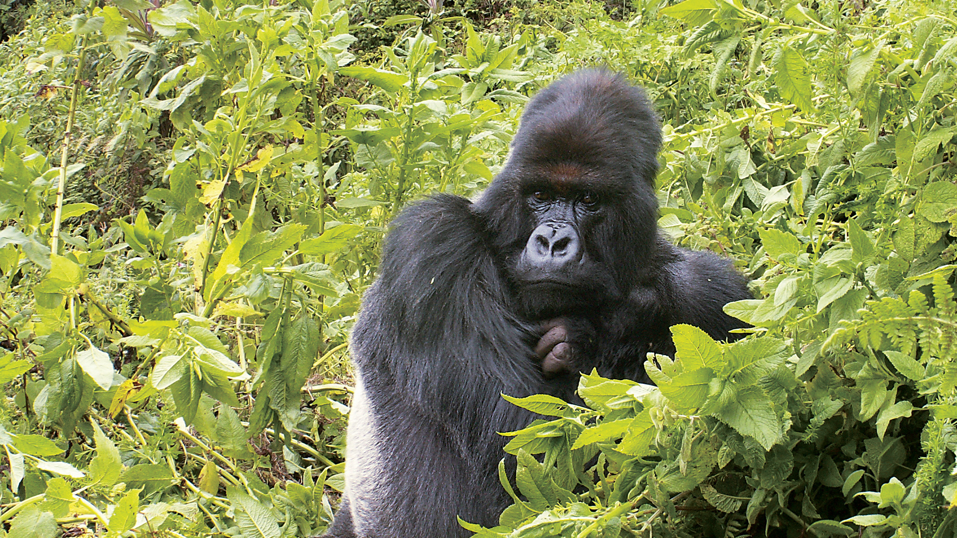 Africa Gorilla Rwanda